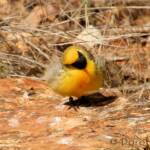 Orange Chat (Epthianura aurifrons), Alice Springs Desert Park