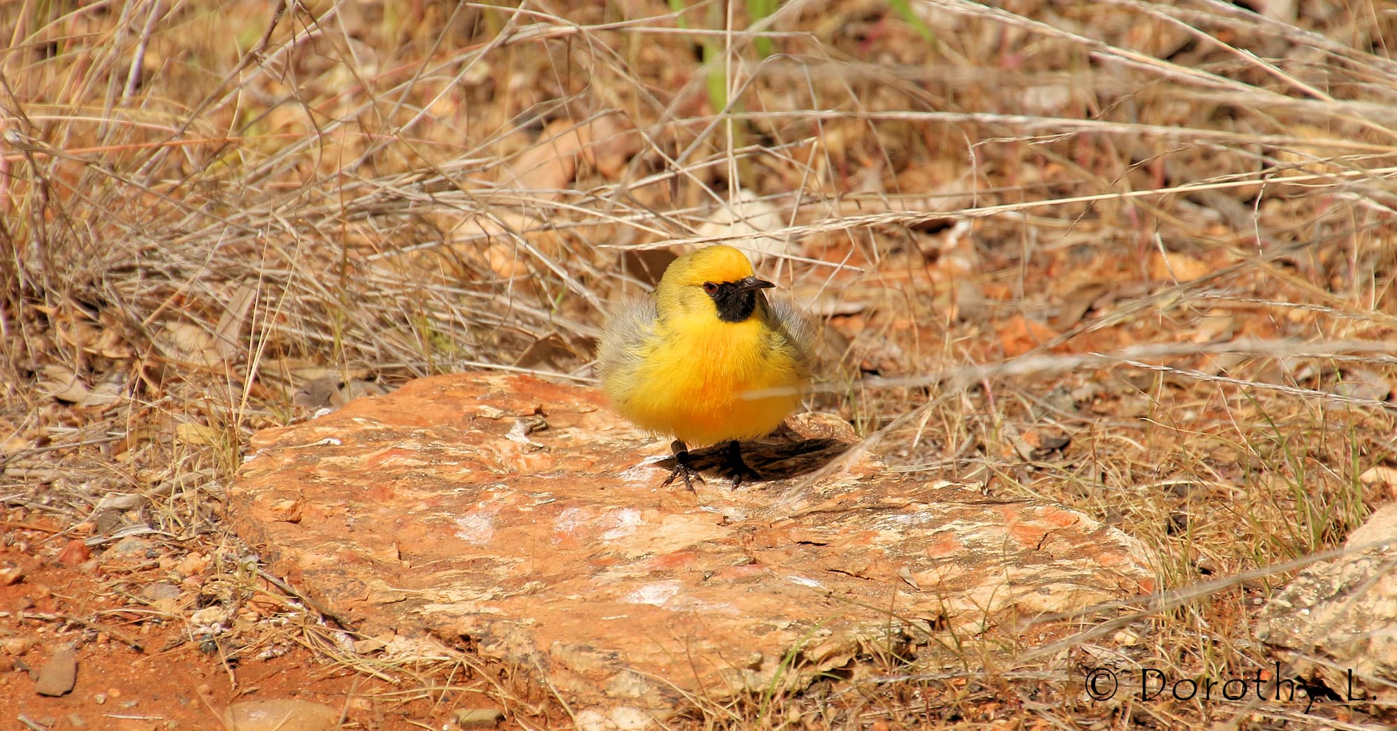 Orange Chat (Epthianura aurifrons), Alice Springs Desert Park