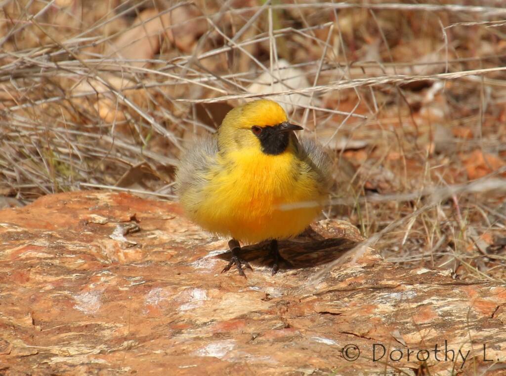 Orange Chat (Epthianura aurifrons), Alice Springs Desert Park