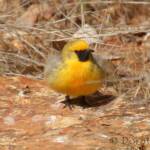 Orange Chat (Epthianura aurifrons), Alice Springs Desert Park