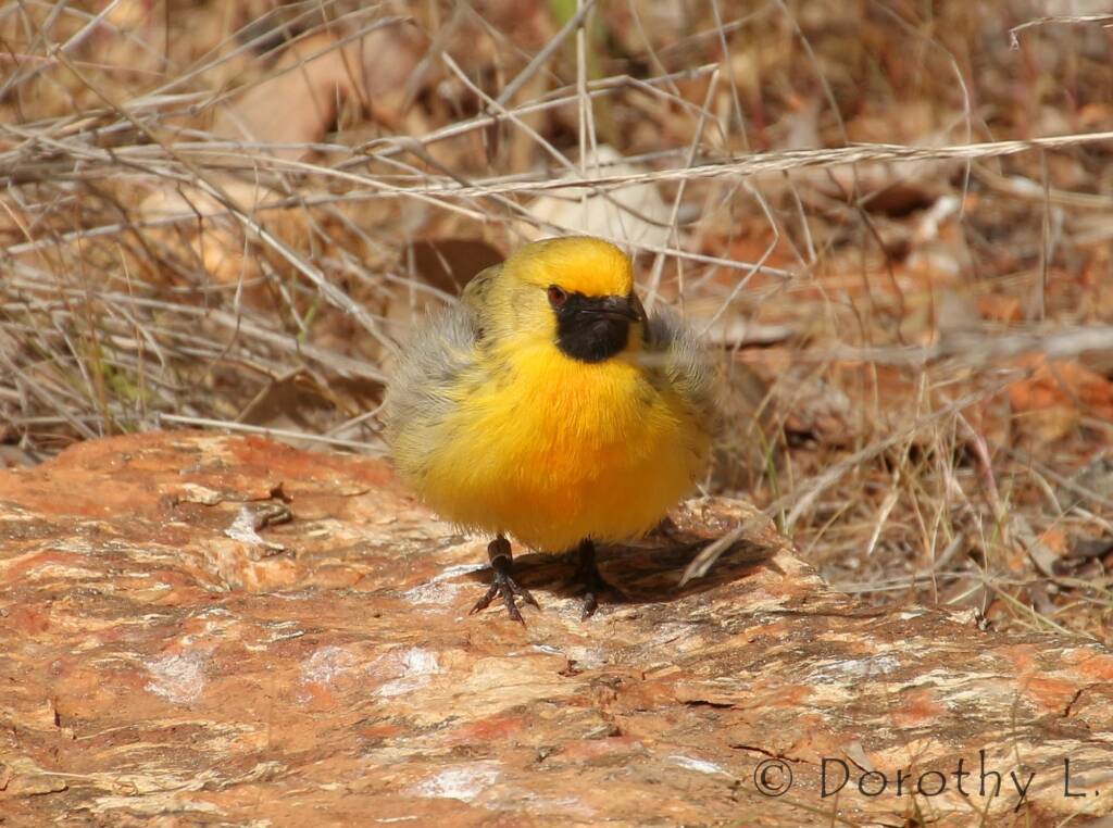 Orange Chat (Epthianura aurifrons), Alice Springs Desert Park