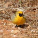 Orange Chat (Epthianura aurifrons), Alice Springs Desert Park