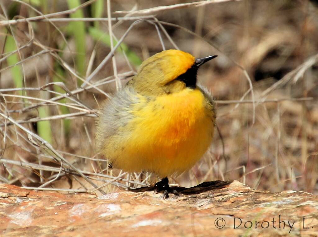 Orange Chat (Epthianura aurifrons), Alice Springs Desert Park