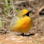 Orange Chat (Epthianura aurifrons), Alice Springs Desert Park