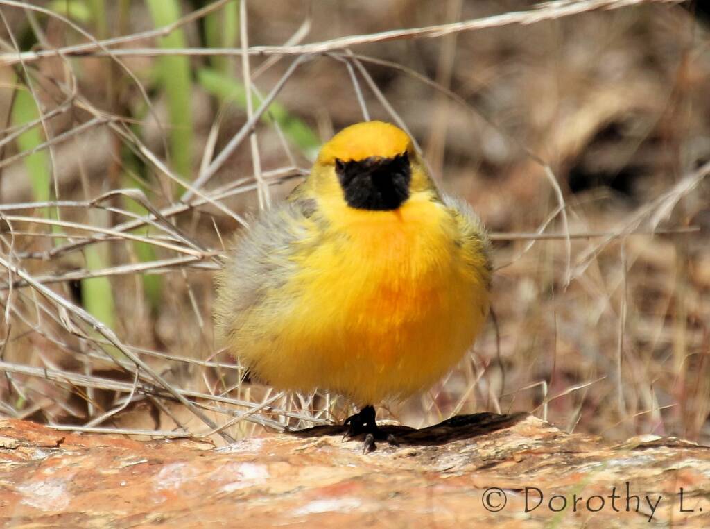 Orange Chat (Epthianura aurifrons), Alice Springs Desert Park