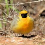 Orange Chat (Epthianura aurifrons), Alice Springs Desert Park