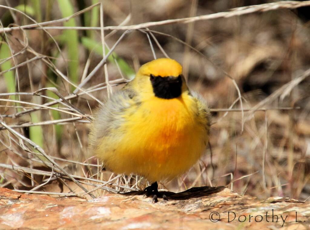Orange Chat (Epthianura aurifrons), Alice Springs Desert Park
