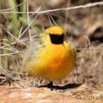 Orange Chat (Epthianura aurifrons), Alice Springs Desert Park