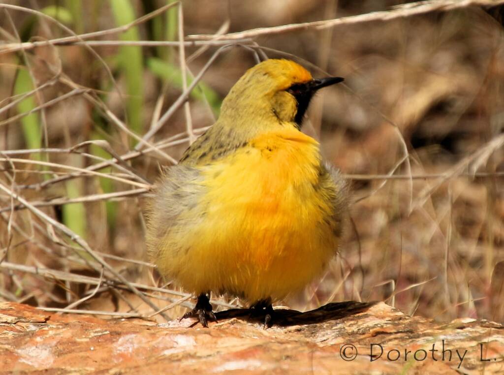Orange Chat (Epthianura aurifrons), Alice Springs Desert Park