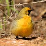 Orange Chat (Epthianura aurifrons), Alice Springs Desert Park