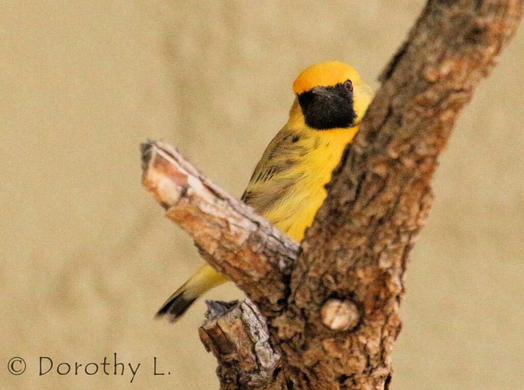 Orange Chat (Epthianura aurifrons), Alice Springs Desert Park