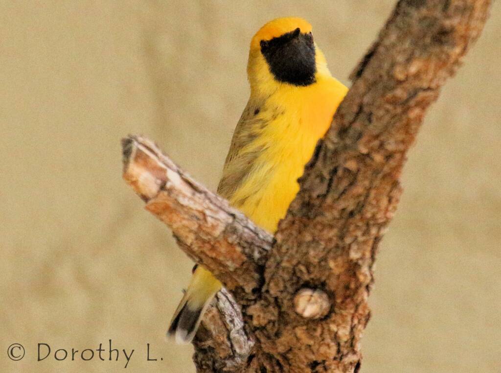 Orange Chat (Epthianura aurifrons), Alice Springs Desert Park