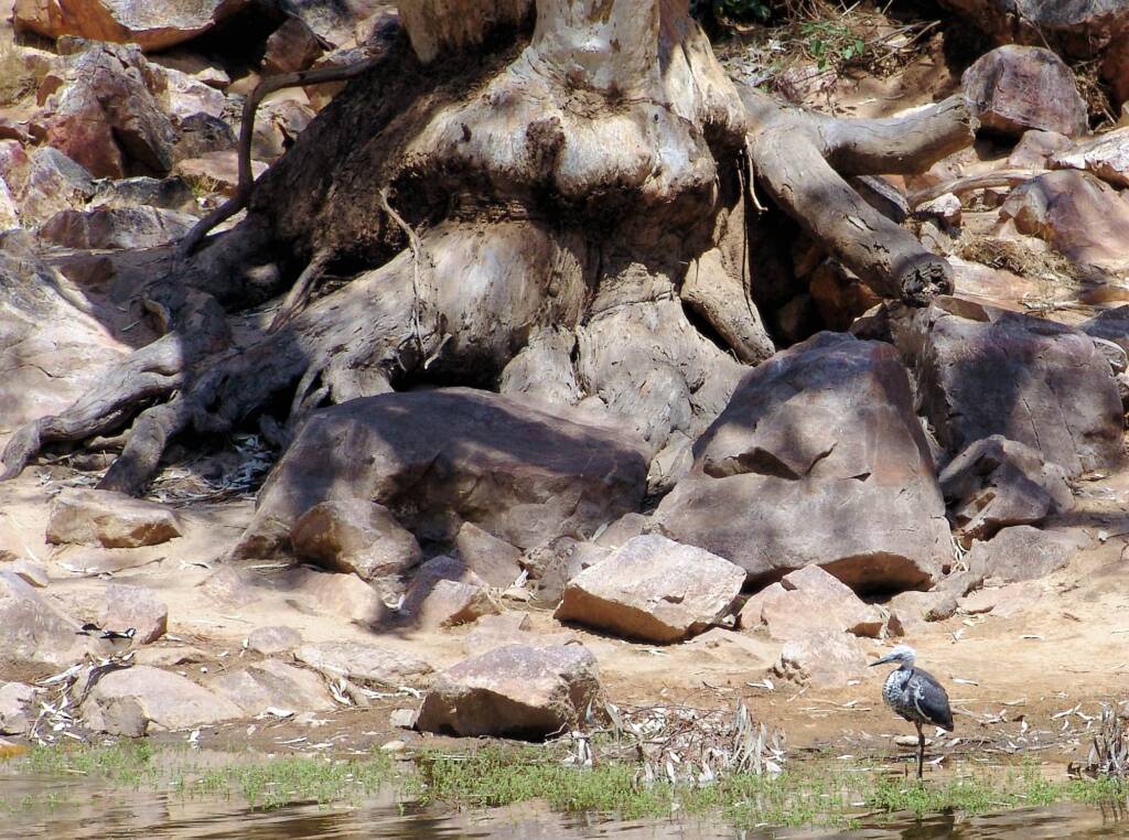 White-necked Heron (Ardea pacifica), Ormiston Gorge, NT