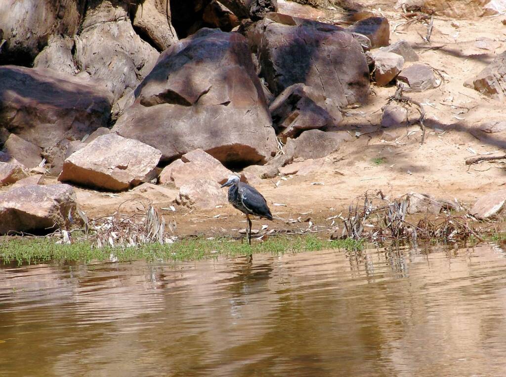 White-necked Heron (Ardea pacifica), Ormiston Gorge, NT