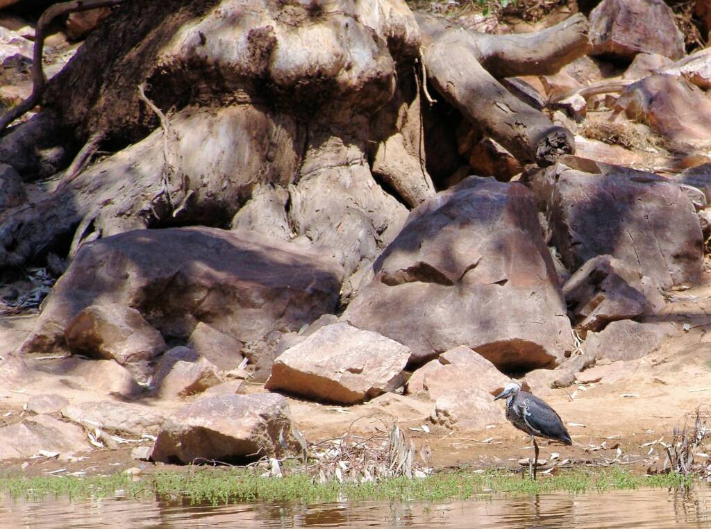 White-necked Heron (Ardea pacifica), Ormiston Gorge, NT