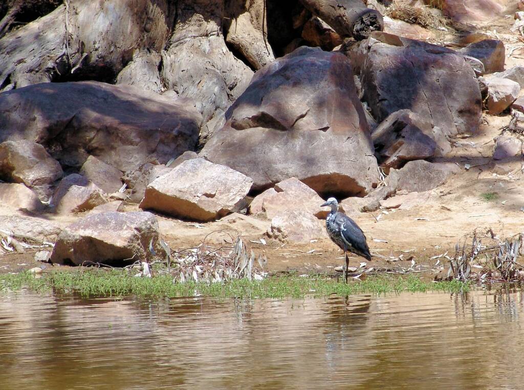 White-necked Heron (Ardea pacifica), Ormiston Gorge, NT