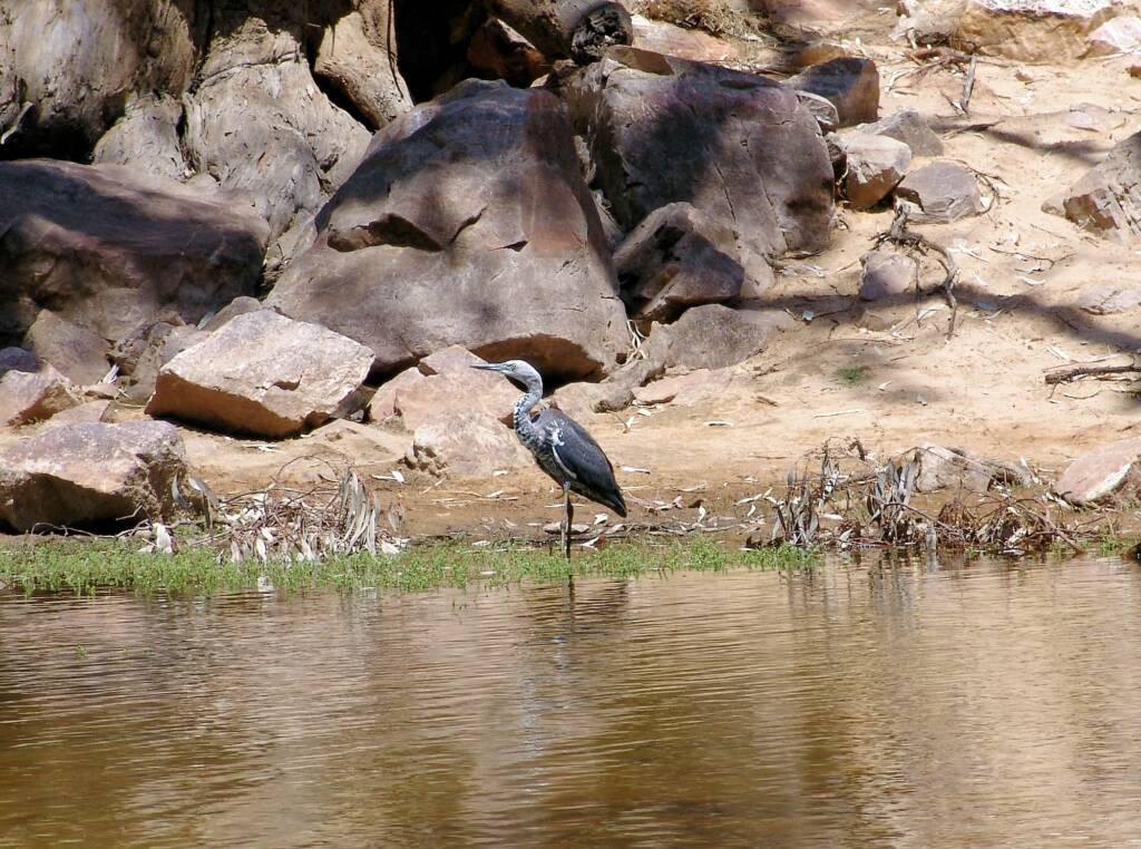 White-necked Heron (Ardea pacifica), Ormiston Gorge, NT