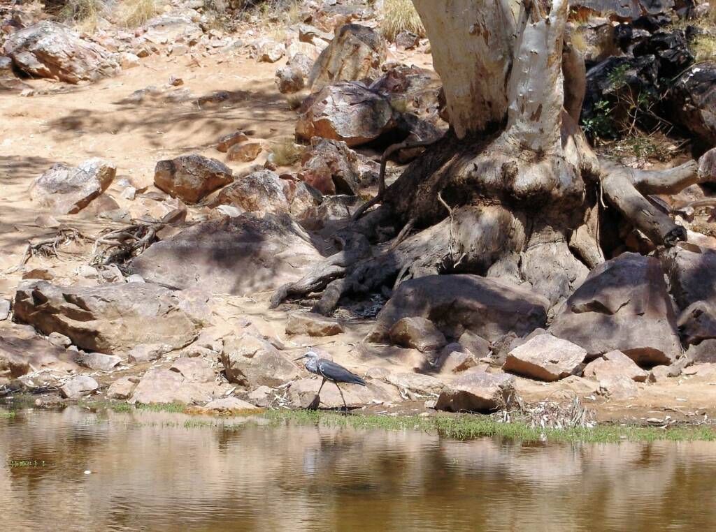 White-necked Heron (Ardea pacifica), Ormiston Gorge, NT
