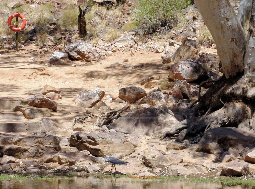 White-necked Heron (Ardea pacifica), Ormiston Gorge, NT
