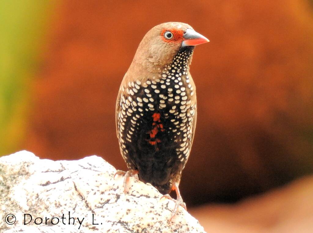 Painted Finch (Emblema pictum), Central Australia