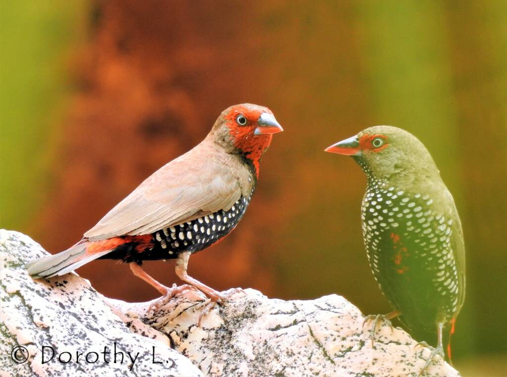 Painted Finch (Emblema pictum), Central Australia