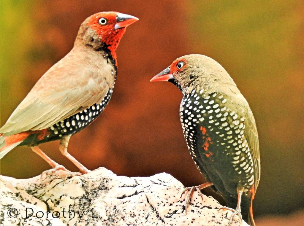 Painted Finch (Emblema pictum), Central Australia
