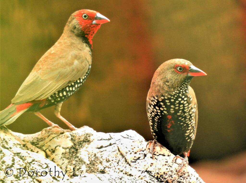 Painted Finch (Emblema pictum), Central Australia