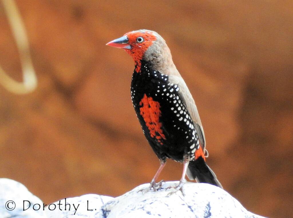 Painted Finch (Emblema pictum), Central Australia