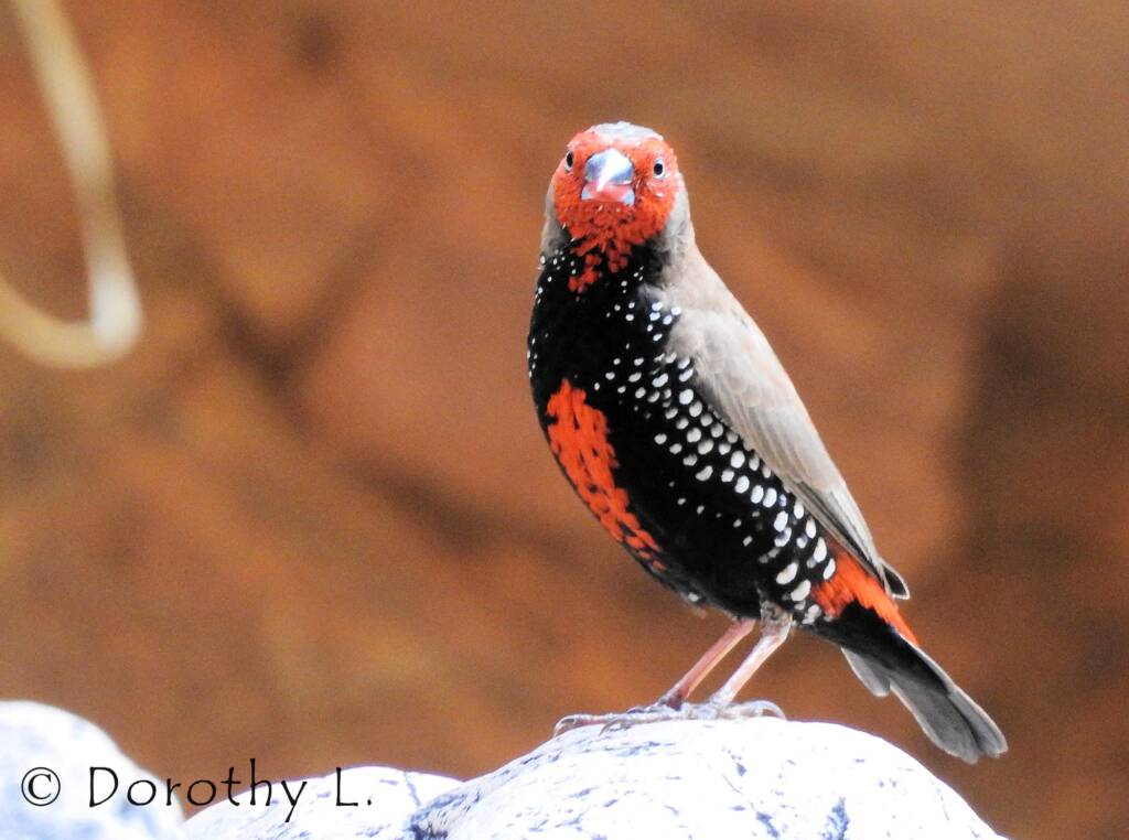 Painted Finch (Emblema pictum), Central Australia
