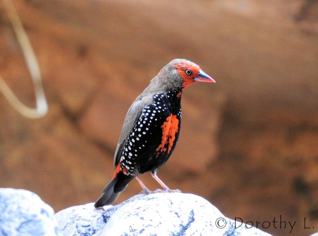 Painted Finch (Emblema pictum)