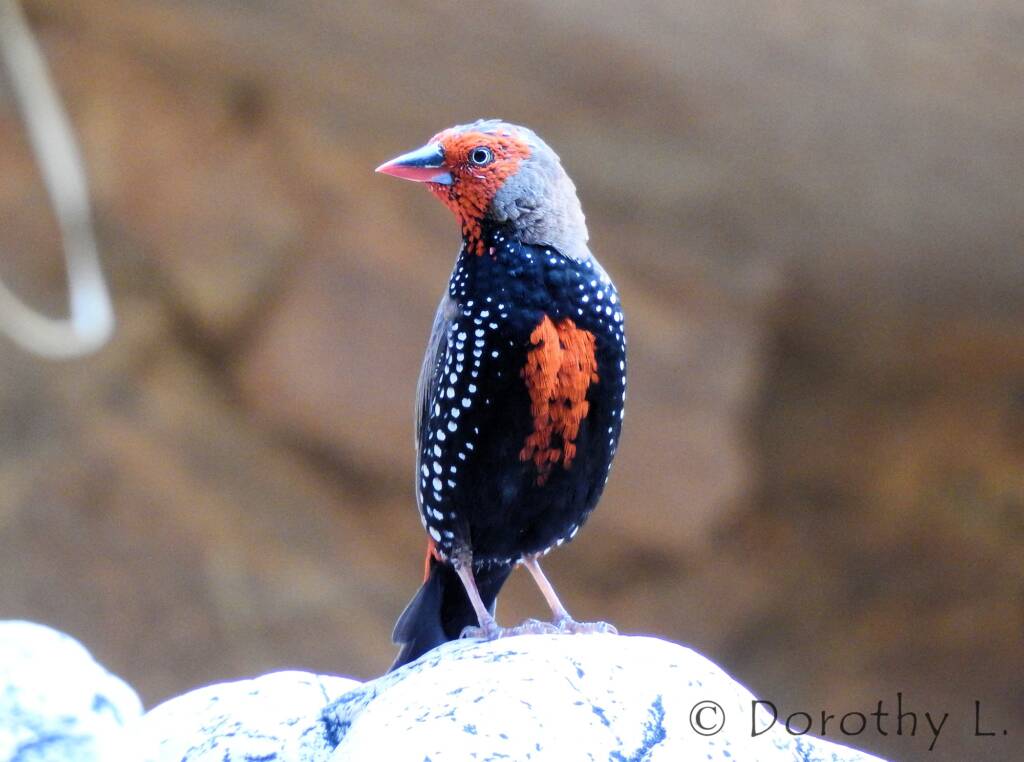 Painted Finch (Emblema pictum)