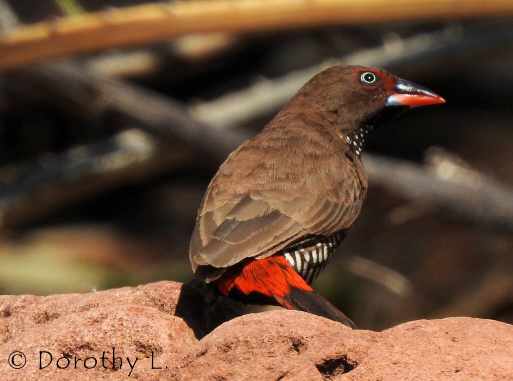 Painted Finch (Emblema pictum), Central Australia