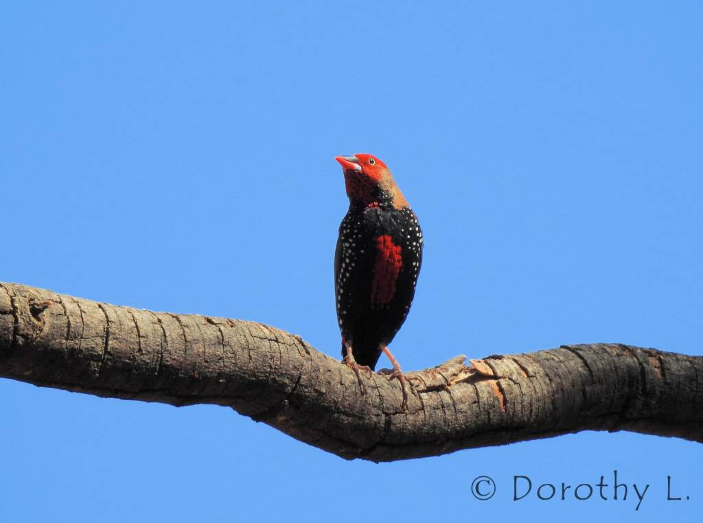 Painted Finch (Emblema pictum)