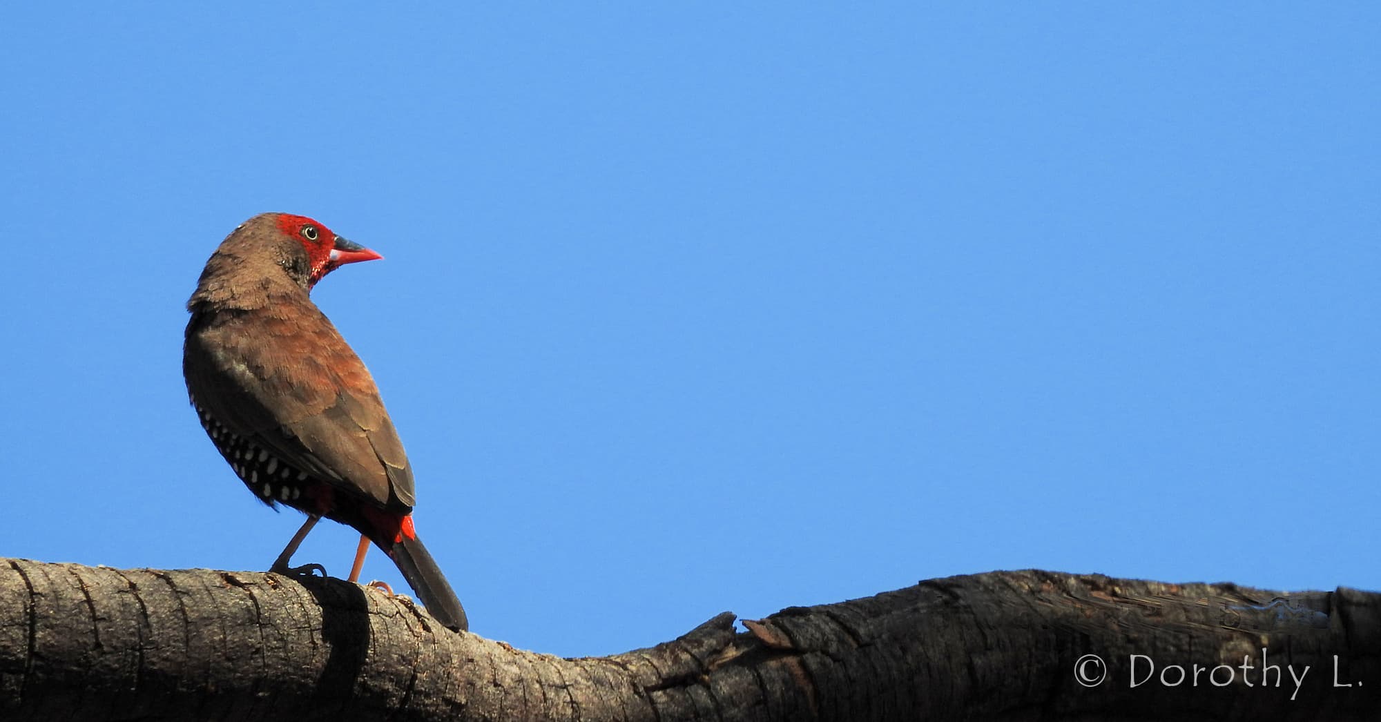 Painted Finch (Emblema pictum)