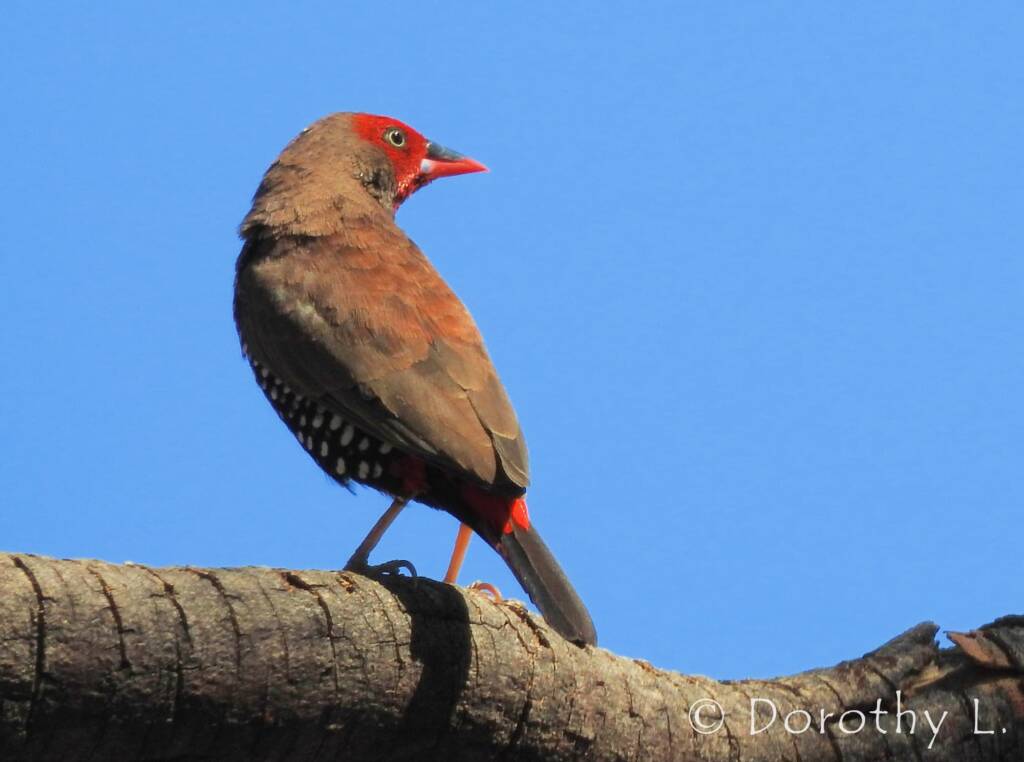 Painted Finch (Emblema pictum)