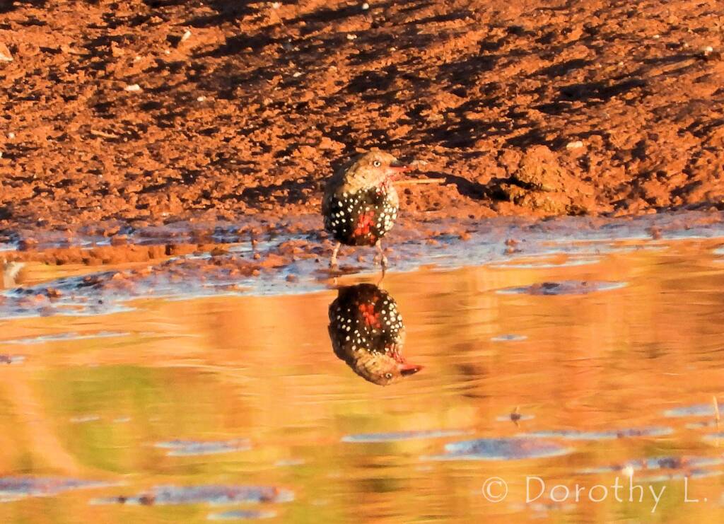 Painted Finch (Emblema pictum), Central Australia