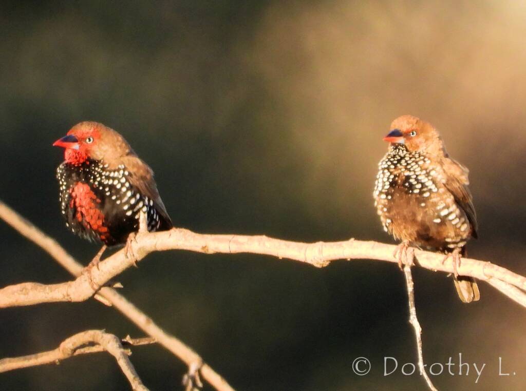 Painted Finch (Emblema pictum), Central Australia
