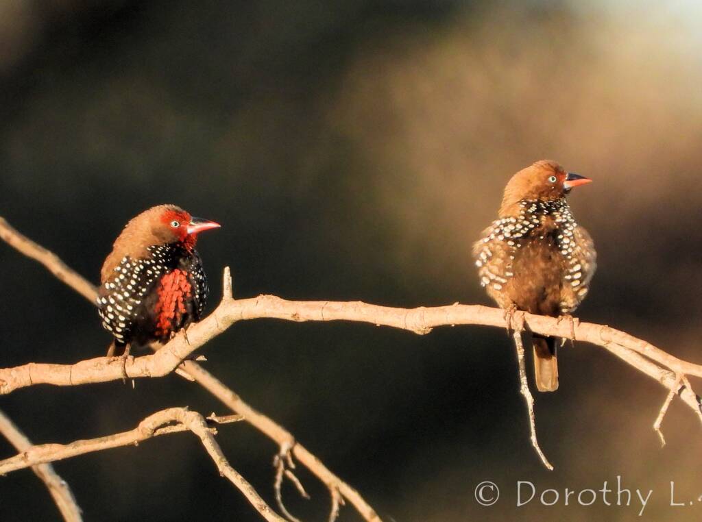 Painted Finch (Emblema pictum), Central Australia
