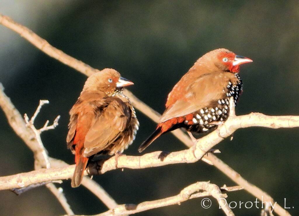 Painted Finch (Emblema pictum), Central Australia