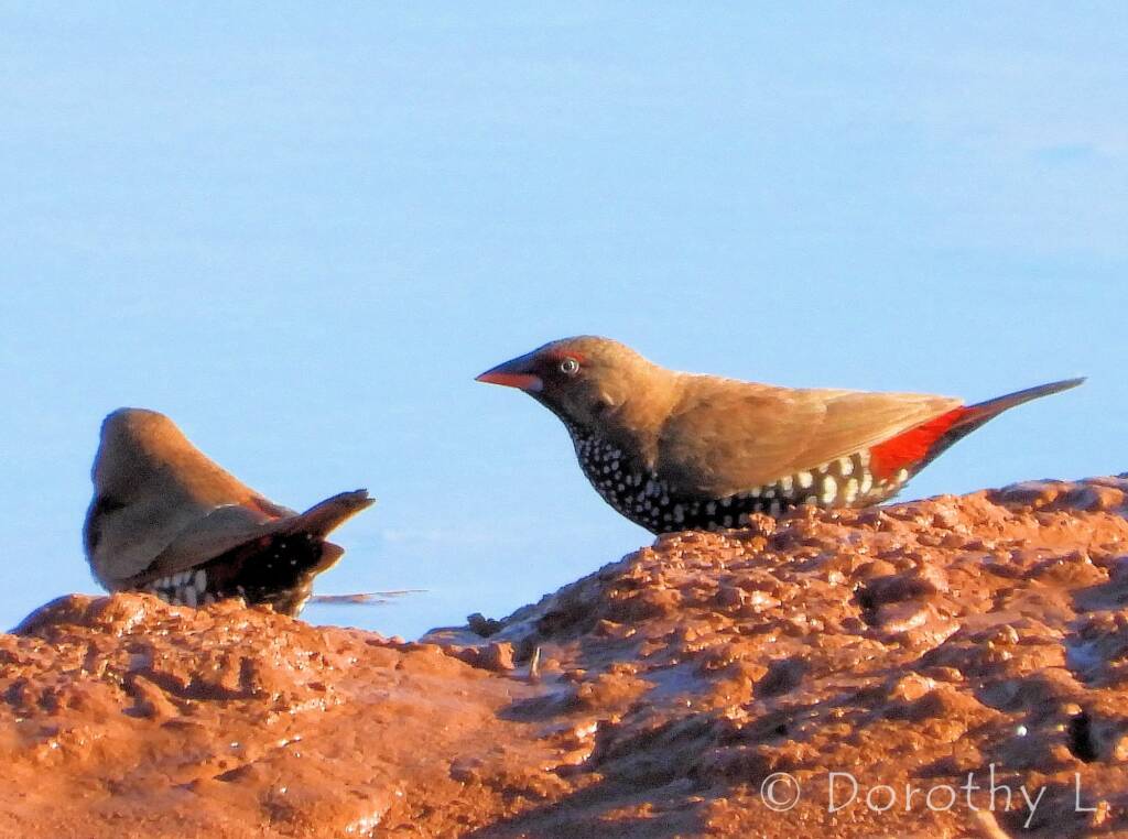 Painted Finch (Emblema pictum), Central Australia