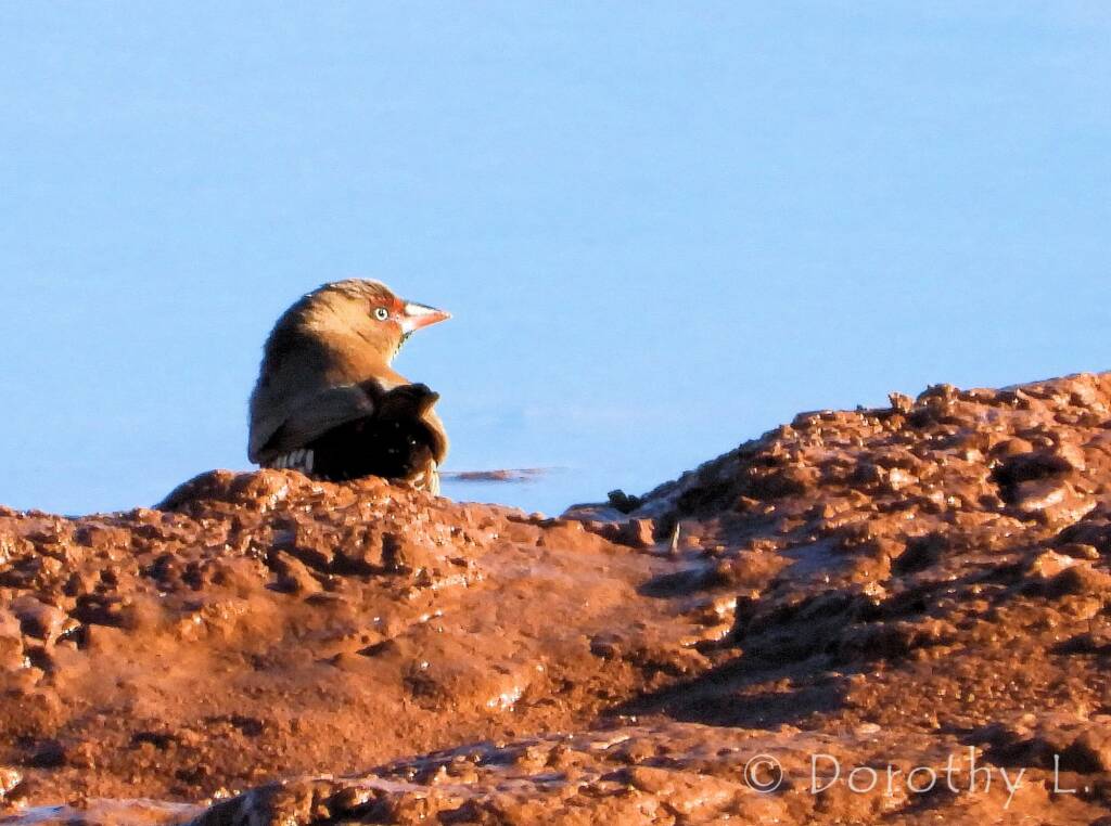 Painted Finch (Emblema pictum), Central Australia