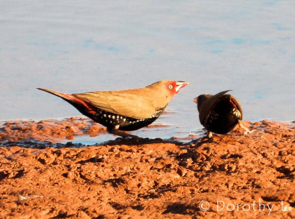 Painted Finch (Emblema pictum), Central Australia