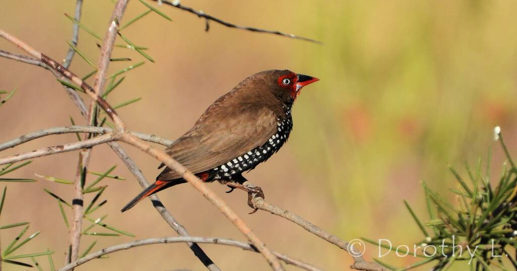 Painted Finch (Emblema pictum), Central Australia