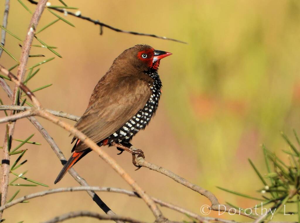 Painted Finch (Emblema pictum), Central Australia