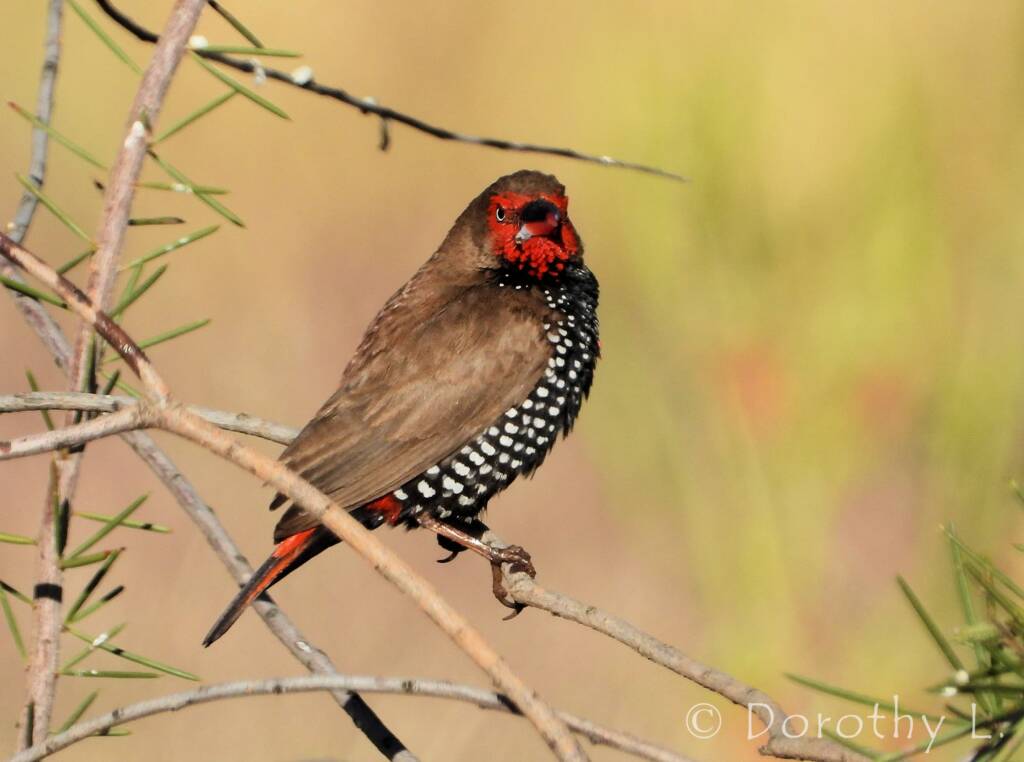 Painted Finch (Emblema pictum), Central Australia