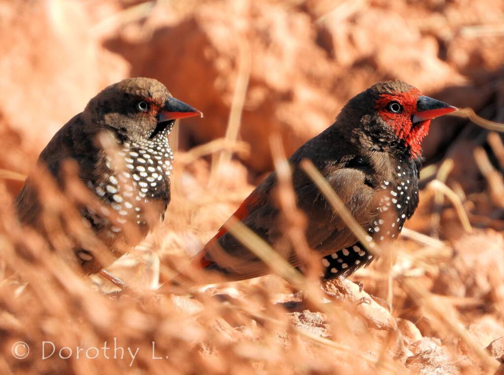Painted Finch (Emblema pictum), Central Australia