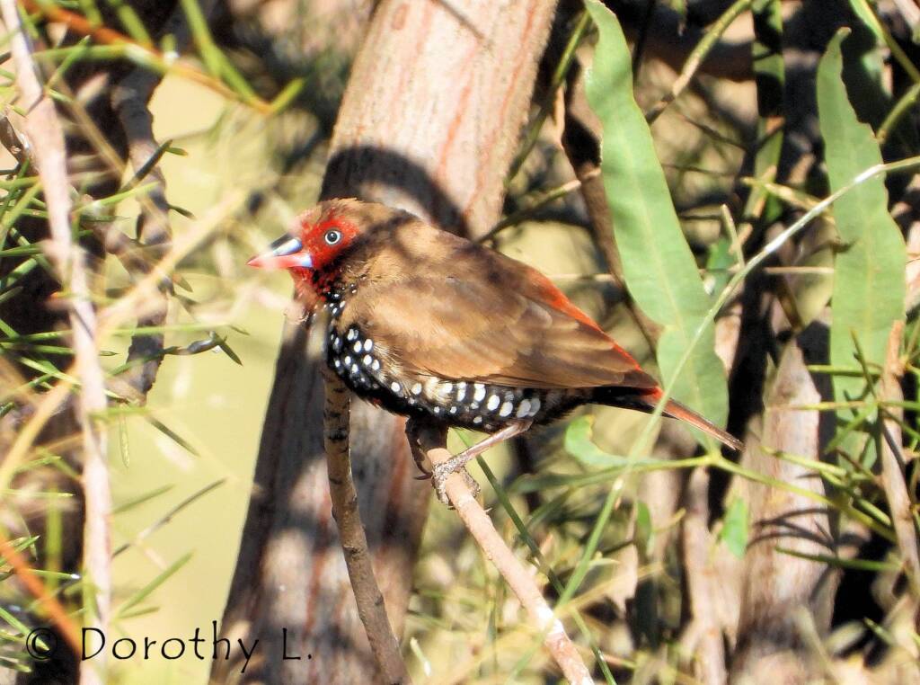 Painted Finch (Emblema pictum)