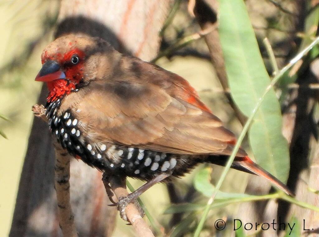 Painted Finch (Emblema pictum)