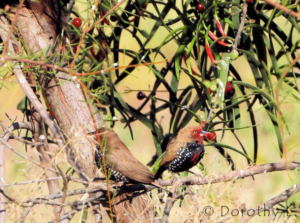 Painted Finch (Emblema pictum)