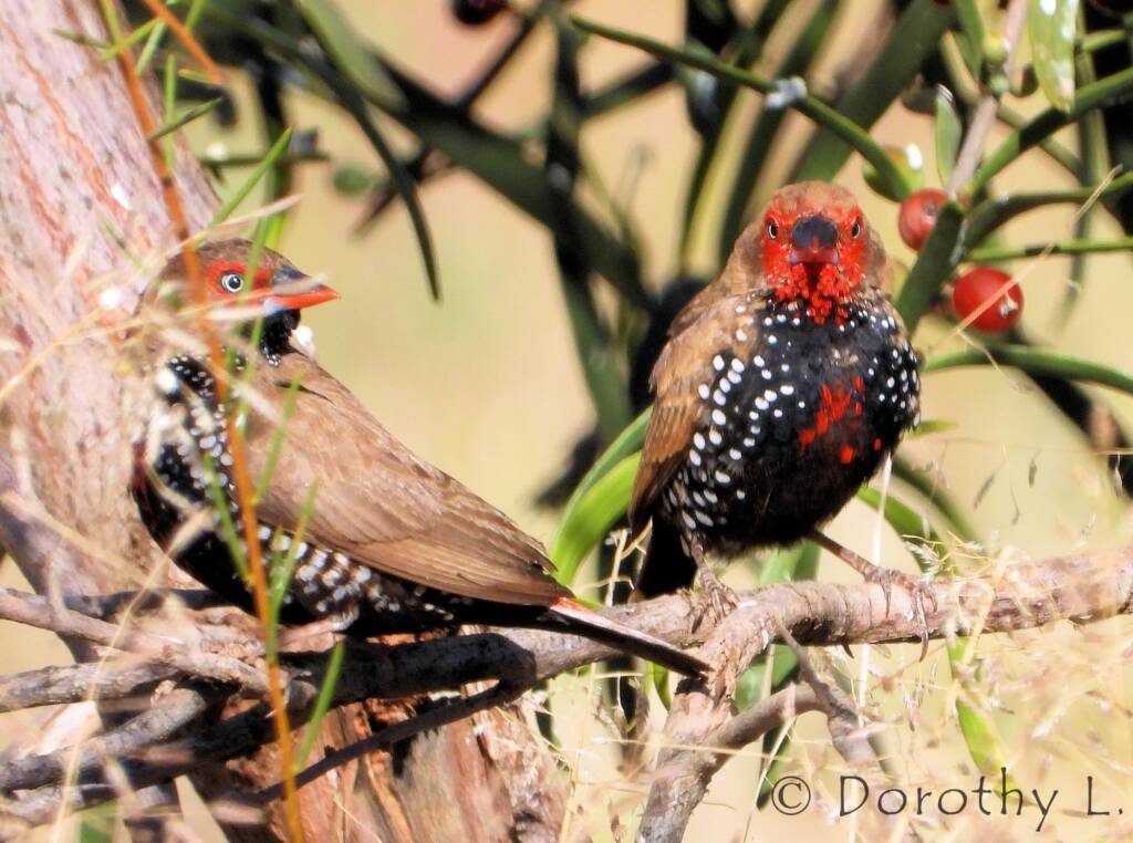 Painted Finch (Emblema pictum)